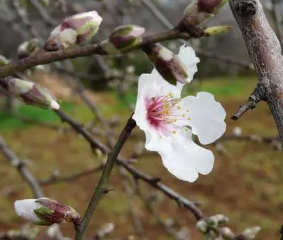 Mandelblüte Mallorca