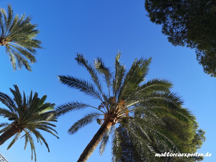Palmen in Palmanova