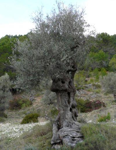 Olivenbaum Mallorca