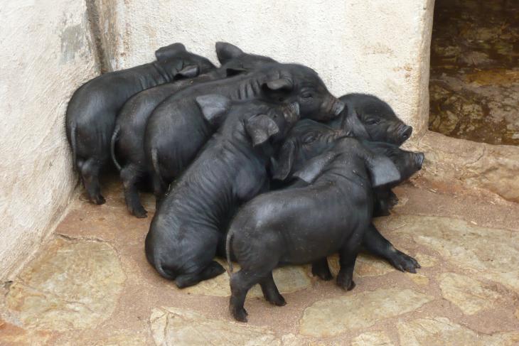 schwarze Ferkel auf Mallorca