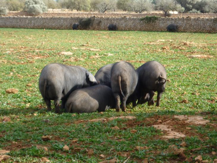Schwarze Schweine auf Mallorca