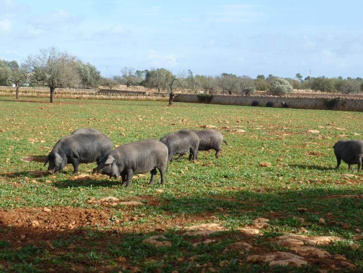schwarze Schweine in freier Haltung Mallorca