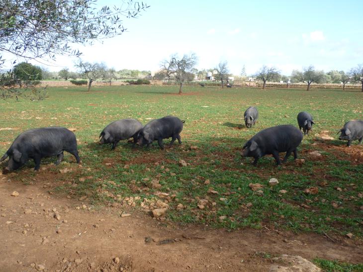 schwarze Schweine auf Weide Mallorca