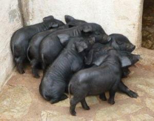 Schwarze Schweine
