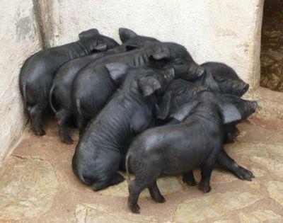 Schwarze Schweine und Serrano Schinken auf Mallorca