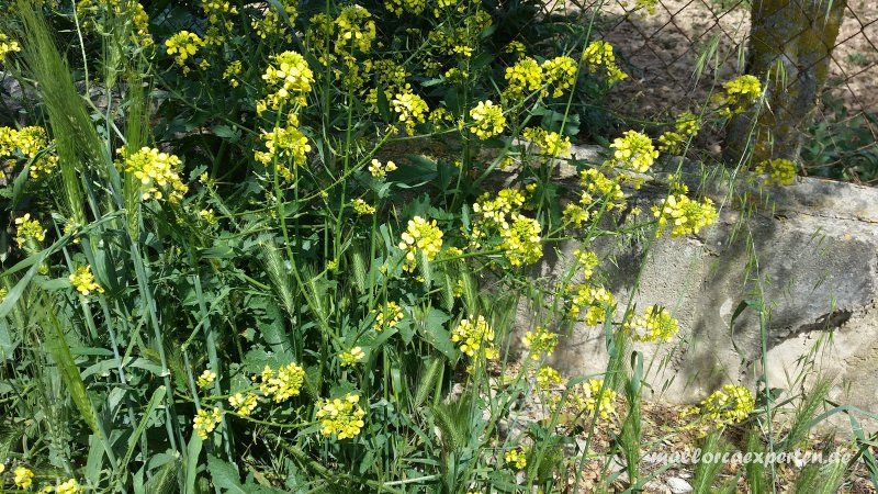 Senf Kräuterwanderung Mallorca