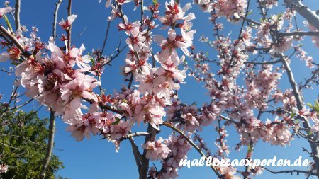 Mallorca Mandelblüte rosa