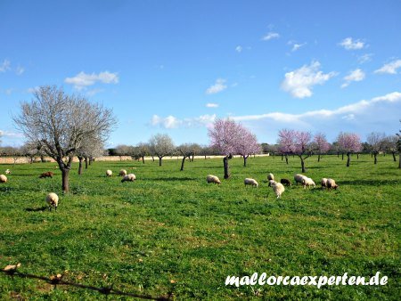 Mallorca Schafe unter Mandelblüte