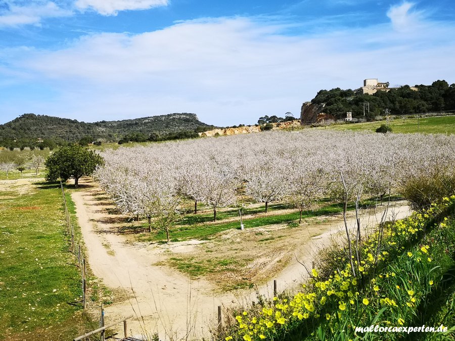 Mandelblute Mallorca 2020 Die Schonsten Touren Ausfluge