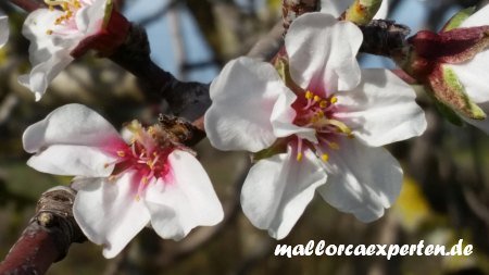 Mandelblüte Mallorca