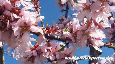 rosafarbene Mandelblüte Mallorca