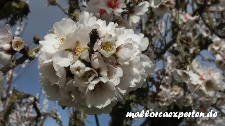 Ball aus Mandelblüten auf Mallorca