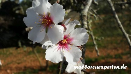 Mandelblüten Mallorca