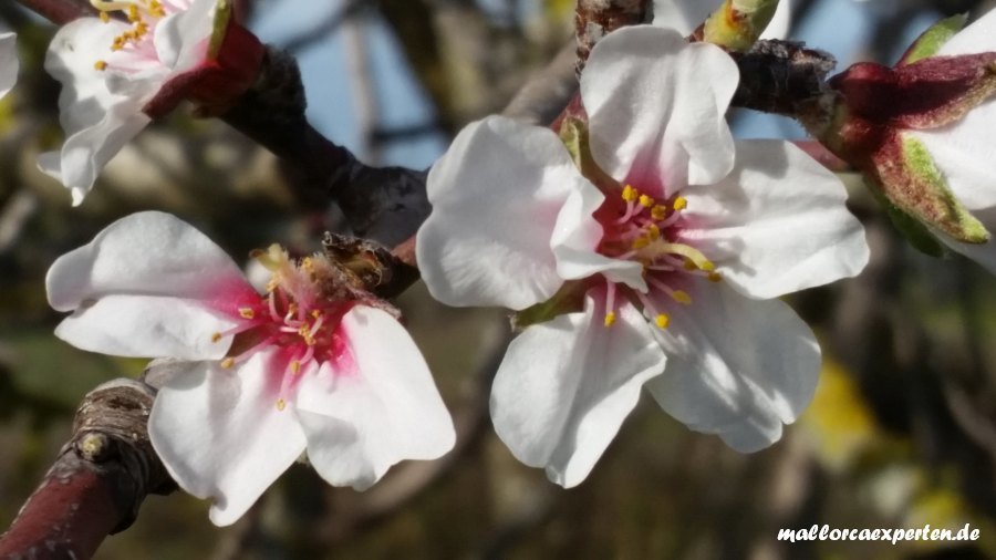 Nahaufnahme Mandelblüte