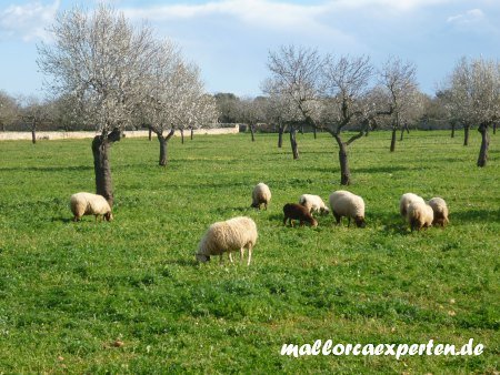 Schafe vor Mandelblüte auf Mallorca