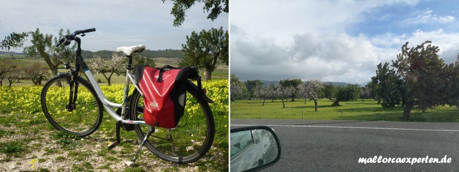 Touren zur Mandelblüte