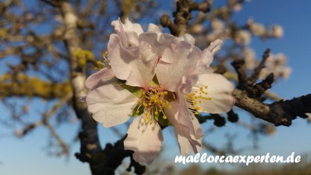 zartrosa Mandelblüten Mallorca