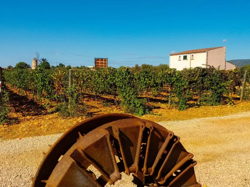 Landschaft um Binissalem Mallorca