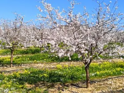 Highlight im Winter - Mandelblüte Mallorca