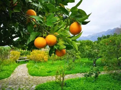 Sóller Mallorca Orangental Tipps