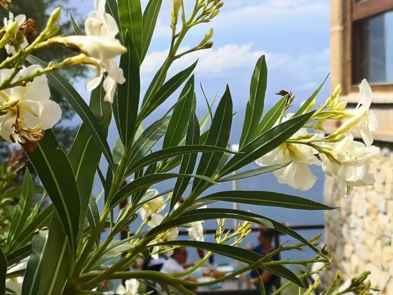 Oleander bei Son Marroig Mallorca 