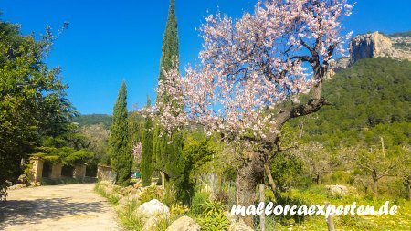 Castell Alaro Mandelblüte