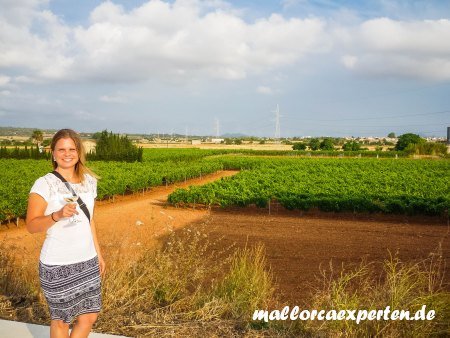 Weinanbau Mallorca Petra