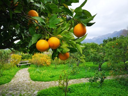 Tipps Mallorca Orangental