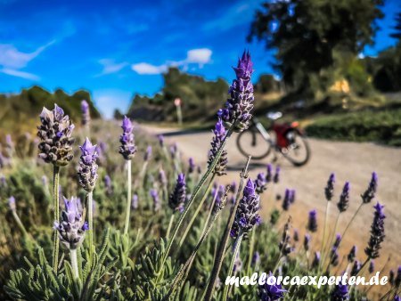 Lavendel Via Verde Mallorca