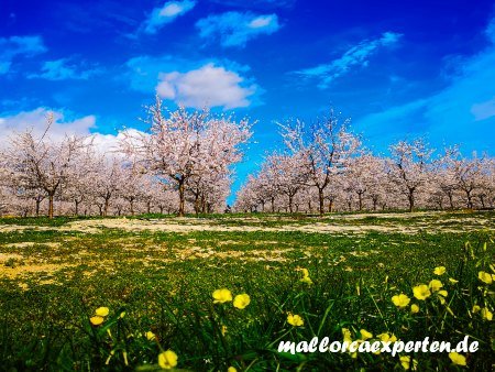 Mandelplantage Via Verde Mallorca